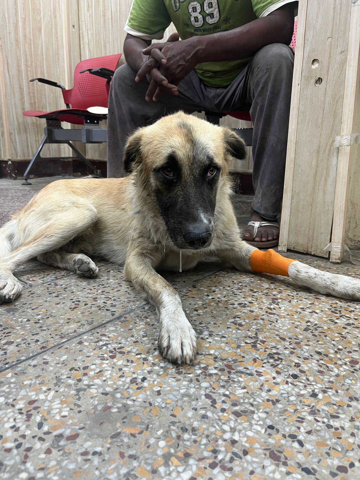 Veterinarian examining a dog at Dr. Vyas Pet Hospital.