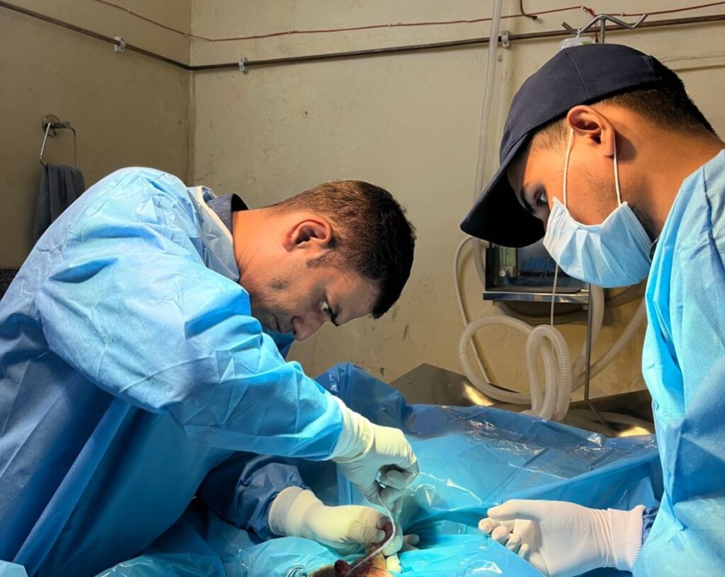 Veterinarians conducting surgery on a dog at a Dr vyas pet hospital