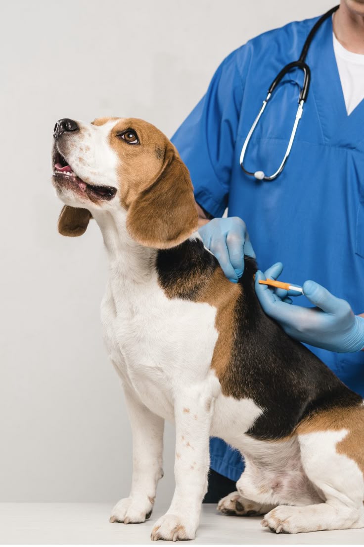 Dog receiving vaccination from vet.