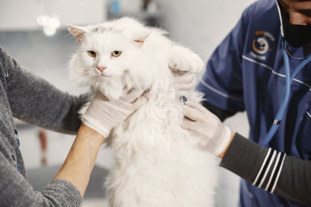 Veterinarian carefully examines a fluffy white cat indoors at a clinic.